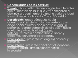  Generalidades de las costillas:
 Tamaño: Las costillas tienen longitudes diferentes
que aumentan de la 1ª a la 7ª y comienzan a
disminuir gradualmente. Su ancho varía de igual
forma; la más ancha es la 6ª o la 8ª costilla.
 Descripción: arcos cóncavos hacia
adentro, parten de la columna vertebral, se
dirige hacia afuera y abajo hasta el ángulo
posterior, donde cambian de dirección hacia
adelante y abajo hasta el ángulo
anterior, vuelve a cambiar hacia abajo y
adelante, curvatura de las caras.
 Cara externa: presenta los ángulos anterior y
posterior.
 Cara interna: presenta canal costal, contiene
paquete costal, artería, vena y nervio
intercostal.
 