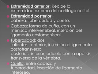  Extremidad anterior: Recibe la
extremidad externa del cartílago costal.
 Extremidad posterior:
cabeza, tuberosidad y cuello.
 Cabeza: forma de cuña, con un
meñisco intervertebral, inserción del
ligamento costomeniscal.
 Tuberosidad: dos
salientes, anterior, inserción al ligamento
costotransverso
posterior, inferior, articula con la apófisis
transversa de la vértebra.
 Cuello: entre cabeza y
tuberosidad, inserción de ligamento
interóseo.
 