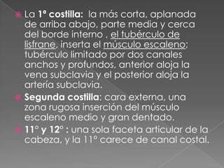  La 1ª costilla: la más corta, aplanada
de arriba abajo, parte media y cerca
del borde interno , el tubérculo de
lisfrane, inserta el músculo escaleno;
tubérculo limitado por dos canales
anchos y profundos, anterior aloja la
vena subclavia y el posterior aloja la
artería subclavia.
 Segunda costilla: cara externa, una
zona rugosa inserción del músculo
escaleno medio y gran dentado.
 11° y 12° : una sola faceta articular de la
cabeza, y la 11° carece de canal costal.
 