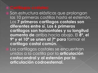  Cartílagos costales:
 Son estructura elásticas que prolongan
las 10 primeras costillas hasta el esternón.
Los 7 primeros cartílagos costales son
diferentes entre sí. Los 6 primeros
cartílagos son horizontales y su longitud
aumenta de arriba hacia abajo. El 8º, el
9º y el 10º se unen al 7º para formar el
cartílago costal común.
 Los cartílagos costales se encuentran
unidos a la costilla por la articulación
costocondral y al esternón por la
articulación codroesternal.
 