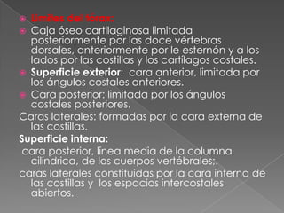  Limites del tórax:
 Caja óseo cartilaginosa limitada
posteriormente por las doce vértebras
dorsales, anteriormente por le esternón y a los
lados por las costillas y los cartílagos costales.
 Superficie exterior: cara anterior, limitada por
los ángulos costales anteriores.
 Cara posterior: limitada por los ángulos
costales posteriores.
Caras laterales: formadas por la cara externa de
las costillas.
Superficie interna:
cara posterior, línea media de la columna
cilíndrica, de los cuerpos vertébrales;.
caras laterales constituidas por la cara interna de
las costillas y los espacios intercostales
abiertos.
 