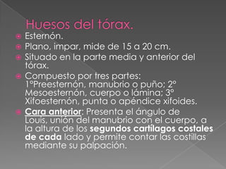  Esternón.
 Plano, impar, mide de 15 a 20 cm.
 Situado en la parte media y anterior del
tórax.
 Compuesto por tres partes:
1°Preesternón, manubrio o puño; 2°
Mesoesternón, cuerpo o lámina; 3°
Xifoesternón, punta o apéndice xifoides.
 Cara anterior: Presenta el ángulo de
Louis, unión del manubrio con el cuerpo, a
la altura de los segundos cartílagos costales
de cada lado y permite contar las costillas
mediante su palpación.
 
