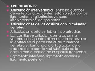  ARTICULAIONES:
 Articulación intervertebral: entre los cuerpos
de vértebras adyacentes, están unidos por los
ligamentos longitudinales y discos
intervertebrales, de tipo sínfisis.
 Articulaciones de las costillas con la columna
vertebral.
 Articulación costo vertebral: tipo artrodias,
 Las costillas se articulan con la columna
vertebral en 2 puntos diferentes: la cabeza de
la costilla en la parte lateral de 2 cuerpos
vertebrales formando la articulación de la
cabeza de la costilla y el tubérculo de la
costilla con el vértice de la apófisis transversa.
 Ligamento interóseo, ligamento anterior y
ligamento posterior.
 