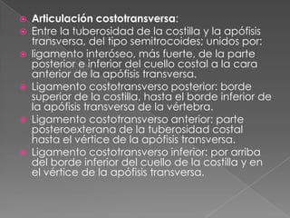  Articulación costotransversa:
 Entre la tuberosidad de la costilla y la apófisis
transversa, del tipo semitrocoides; unidos por:
 ligamento interóseo, más fuerte, de la parte
posterior e inferior del cuello costal a la cara
anterior de la apófisis transversa.
 Ligamento costotransverso posterior: borde
superior de la costilla, hasta el borde inferior de
la apófisis transversa de la vértebra.
 Ligamento costotransverso anterior: parte
posteroexterana de la tuberosidad costal
hasta el vértice de la apófisis transversa.
 Ligamento costotransverso inferior: por arriba
del borde inferior del cuello de la costilla y en
el vértice de la apófisis transversa.
 