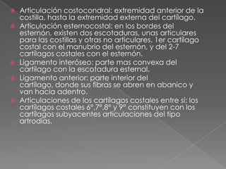  Articulación costocondral: extremidad anterior de la
costilla, hasta la extremidad externa del cartílago.
 Articulación esternocostal: en los bordes del
esternón, existen dos escotaduras, unas articulares
para las costillas y otras no articulares. 1er cartílago
costal con el manubrio del esternón, y del 2-7
cartílagos costales con el esternón.
 Ligamento interóseo: parte mas convexa del
cartílago con la escotadura esternal.
 Ligamento anterior: parte interior del
cartílago, donde sus fibras se abren en abanico y
van hacia adentro.
 Articulaciones de los cartílagos costales entre sí: los
cartílagos costales 6°,7°,8° y 9° constituyen con los
cartílagos subyacentes articulaciones del tipo
artrodias.
 