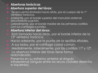  Aberturas torácicas
 Abertura superior del tórax:
 Se encuentra limitada hacia atrás, por el cuerpo de la 1ª
vértebra torácica.
 Adelante, por el borde superior del manubrio esternal
(escotadura yugular).
 Lateralmente, por el borde medial de las primeras costillas
con sus cartílagos costales.
 Abertura inferior del tórax:
 Está formada hacia atrás, por el borde inferior de la
12ª vértebra torácica.
 Hacia adelante, por la punta de la apófisis xifoides.
 A sus lados, por el cartílago costal común.
 Medialmente, lateralmente, por las costillas 11ª y 12ª.
 La abertura inferior del tórax tiene forma
redondeada.
 Presenta en su extremo anterior el ángulo
infraesternal (ángulo entre los arcos costales derecho
e izquierdo).
 