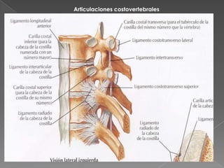 Articulaciones costovertebrales
 