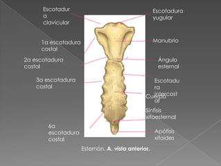 Escotadura
yugular
Manubrio
Ángulo
esternal
Escotadu
ra
intercost
al
Cuerpo
Sínfisis
xifoesternal
Apófisis
xifoides
3a escotadura
costal
6a
escotadura
costal
2a escotadura
costal
1a escotadura
costal
Escotadur
a
clavicular
Esternón. A. vista anterior.
 
