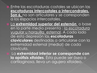  Entre las escotaduras costales se ubican las
escotaduras intercostales o intercondrales.
Son 6, no son articulares y se corresponden
a los espacios intercostales.
 La extremidad superior del esternón o base
en la parte media presenta : la escotadura
yugular u horquilla esternal. A cada lado
de esta depresión las escotaduras
claviculares destinadas a articularse con la
extremidad esternal (medial) de cada
clavícula.
 La extremidad inferior se corresponde con
la apófisis xifoides. Ésta puede ser ósea o
cartilaginosa, lleva un agujero xifoideo.
 