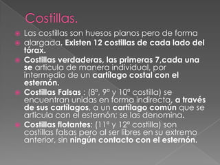  Las costillas son huesos planos pero de forma
 alargada. Existen 12 costillas de cada lado del
tórax.
 Costillas verdaderas, las primeras 7,cada una
se articula de manera individual, por
intermedio de un cartílago costal con el
esternón.
 Costillas Falsas : (8ª, 9ª y 10ª costilla) se
encuentran unidas en forma indirecta, a través
de sus cartílagos, a un cartílago común que se
articula con el esternón; se las denomina.
 Costillas flotantes: (11ª y 12ª costilla) son
costillas falsas pero al ser libres en su extremo
anterior, sin ningún contacto con el esternón.
 