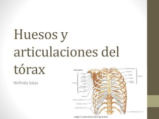 Huesos y
articulaciones del
tórax
Wilfrido Salas
 