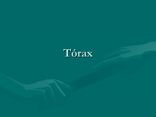 TTóórraaxx 
 