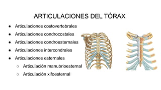 ARTICULACIONES DEL TÓRAX
● Articulaciones costovertebrales
● Articulaciones condrocostales
● Articulaciones condroesternales
● Articulaciones intercondrales
● Articulaciones esternales
○ Articulación manubrioesternal
○ Articulación xifoesternal
 