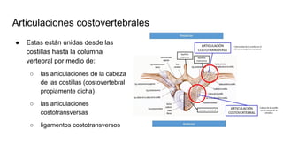 Articulaciones costovertebrales
● Estas están unidas desde las
costillas hasta la columna
vertebral por medio de:
○ las articulaciones de la cabeza
de las costillas (costovertebral
propiamente dicha)
○ las articulaciones
costotransversas
○ ligamentos costotransversos
 