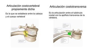Es la que se establece entre la cabeza
y el cuerpo vertebral
Es la articulación entre el tubérculo
costal con la apófisis transversa de la
vértebra.
Articulación costovertebral
propiamente dicha
Articulación costotransversa
 