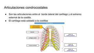 Articulaciones condrocostales
● Son las articulaciones entre el borde lateral del cartílago y el extremo
esternal de la costilla.
● El cartílago está soldado a la costillas
 
