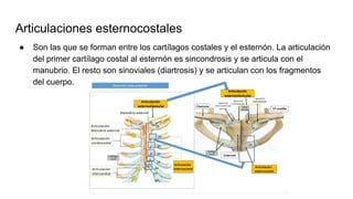 Articulaciones esternocostales
● Son las que se forman entre los cartílagos costales y el esternón. La articulación
del primer cartílago costal al esternón es sincondrosis y se articula con el
manubrio. El resto son sinoviales (diartrosis) y se articulan con los fragmentos
del cuerpo.
 