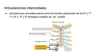 Articulaciones intercostales
● articulaciones sinoviales planas entre los bordes adyacentes de los 6º y 7º ,
7º y 8º y 8º y 9º cartílagos costales de las costilla
 