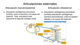 Articulación manubrioesternal
● articulación cartilaginosa secundaria
(sínfisis) entre el manubrio y el cuerpo del
esternón . Esta articulación está
adyacente al segundo cartílago costal
● articulación cartilaginosa secundaria
(sínfisis) articulación cartilaginosa
primaria (sincondrosis) entre el apófisis
xifoides y el cuerpo del esternón
Articulación xifoesternal
Articulaciones esternales
 