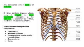 Área del cuerpo entre el cuello y el
abdomen.
El tórax contiene órganos vitales,
como el corazón, los vasos
sanguíneos principales y los
pulmones. Lo sostienen las costillas,
el esternón y la columna vertebral.
Se encuentra formada por varios
componentes:
● Pared torácica
● Numerosas cavidades
● Vasos sanguíneos, nervios, ganglios
y vasos linfáticos
● Órganos internos
● Mamas
 