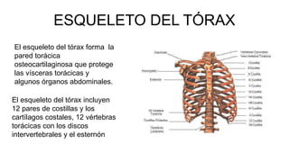 ESQUELETO DEL TÓRAX
El esqueleto del tórax forma la
pared torácica
osteocartilaginosa que protege
las vísceras torácicas y
algunos órganos abdominales.
El esqueleto del tórax incluyen
12 pares de costillas y los
cartílagos costales, 12 vértebras
torácicas con los discos
intervertebrales y el esternón
 