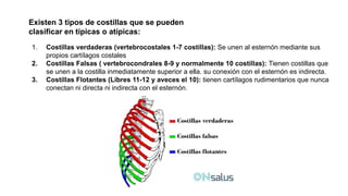 Existen 3 tipos de costillas que se pueden
clasificar en típicas o atípicas:
1. Costillas verdaderas (vertebrocostales 1-7 costillas): Se unen al esternón mediante sus
propios cartílagos costales
2. Costillas Falsas ( vertebrocondrales 8-9 y normalmente 10 costillas): Tienen costillas que
se unen a la costilla inmediatamente superior a ella. su conexión con el esternón es indirecta.
3. Costillas Flotantes (Libres 11-12 y aveces el 10): tienen cartílagos rudimentarios que nunca
conectan ni directa ni indirecta con el esternón.
 