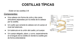 COSTILLAS TÍPICAS
Componentes:
● Una cabeza con forma de cuña y dos caras
articulares separadas por la cresta de la cabeza
por la costilla.
● Un cuello que conecta la cabeza con el cuerpo al
nivel del tubérculo.
● Un tubérculo en la unión del cuello y el cuerpo
● Un cuerpo delgado, plano, y curvo, especialmente
en el ángulo de la costilla en donde la costilla gira
de forma anterolateral.
- Están en las costillas 3-9
 