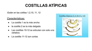COSTILLAS ATÍPICAS
-Están en las cotillas 1,2,10, 11, 12
Características:
● La costilla 1 es la más ancha
● la costilla 2 es la más delgada
● Las costillas 10-12 se articulan con solo una
vértebra
● La costilla 11-12 son cortas
 