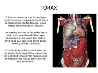 TÓRAX
El tórax es una estructura formada por
huesos que crean un gran compartimento
conocido como cavidad toráxica, la cual
alberga los pulmones y el corazón.
Las paredes internas de la cavidad crean
vacío y el movimiento del tórax crea
cambios en las presiones dentro de la
cavidad, lo cual causa que el aire pueda
entrar y salir de la cavidad.
El movimiento de las articulaciones del
tórax permite la expansión y contracción
de la cavidad toráxica y los músculos que
se insertan a los huesos del tórax crean
este movimiento.
 
