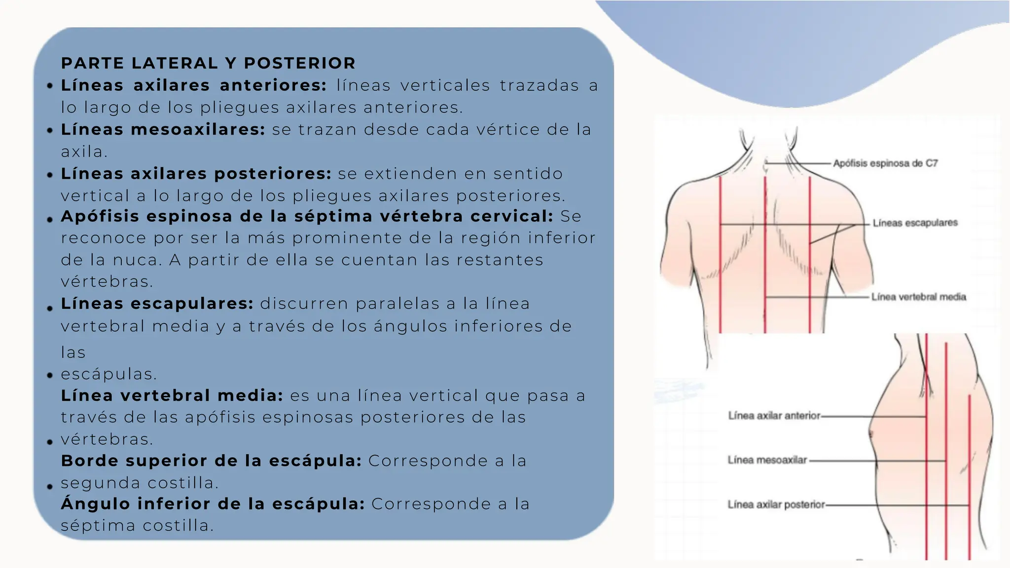 Torax Simple Descripción semiología de tórax para principiantes. | PPT