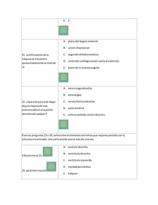 E. 5
21. La bifurcaciónde la
tráquease encuentra
aproximadamente al nivelde
la:
A. planodel ánguloesternal
B. unióncifoesternal
C. segundavértebratorácica
D. unióndel cartílagocostal cuarta al esternón
E. planode la muescayugular
22. ¿Qué estructurade abajo
dejala impresiónmás
pronunciadoenel pulmón
derechodel cadáver?
A. nerviovagoderecho
B. venaácigos
C. nerviofrénicoderecho
D. aorta torácica
E. arteriacarótida comúnderecha
Para las preguntas23 a 30, seleccione el elementoconletrasque mejorespartidosconla
estructuranumerada. Una carta puede usarse másde unavez.
Válvulamitral 23.
24. pectinati musculi
A. aurícula derecha
B. ventrículoderecho
C. ventrículoizquierdo
D. cavidadpericárdica
E. tráquea
 