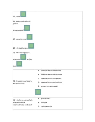 25. carina
26. bandamoderadorao
(banda
septomarginal)
27. cresta terminal
28. válvulatricúspide
29. infundíbulo(ocono
arterioso) 30. fosa
oval
31. El nodosinoauricularse
encuentraenel:
A. paredde laaurícula derecha
B. paredde laaurícula izquierda
C. pareddel ventrículoderecho
D. pareddel ventrículoizquierdo
E. septuminterventricular
32. ¿Cuál venaacompañala
arteriacoronaria
interventricularposterior?
A. gran cardiaca
B. marginal
C. cardiaca media
 
