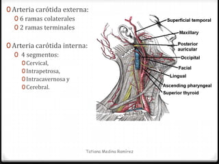 0 Arteria carótida externa:
   0 6 ramas colaterales
   0 2 ramas terminales

0 Arteria carótida interna:
   0 4 segmentos:
     0 Cervical,
     0 Intrapetrosa,
     0 Intracavernosa y
     0 Cerebral.




                          Tatiana Medina Ramírez
 