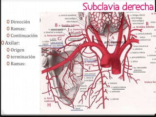 Subclavia derecha
  0 Dirección
  0 Ramas:
  0 Continuación
0 Axilar:                                   art. Vertebral

   0 Origen
   0 terminación
   0 Ramas:




                   Tatiana Medina Ramírez
 
