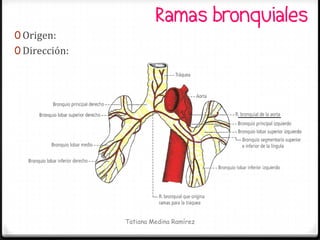Ramas bronquiales
0 Origen:
0 Dirección:




               Tatiana Medina Ramírez
 