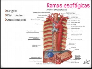 Ramas esofágicas
0 Origen:
0 Distribucion:
0 Anastomosan:




                  Tatiana Medina Ramírez
 
