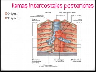 Ramas intercostales posteriores
0 Origen:
0 Trayecto:




              Tatiana Medina Ramírez
 