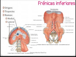 Frénicas inferiores
0 Origen:
0 Trayecto:
0 Ramas:
   0 Medial
   0 Lateral




               Tatiana Medina Ramírez
 