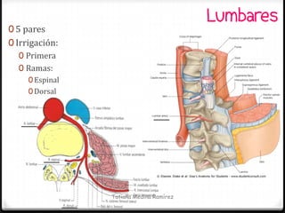 Lumbares
0 5 pares
0 Irrigación:
   0 Primera
   0 Ramas:
     0 Espinal
     0 Dorsal




                 Tatiana Medina Ramírez
 
