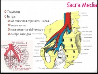 Sacra Media
0 Trayecto:
0 Irriga:
   0 los músculos espínales, iliacos,
   0 hueso sacro,
   0 cara posterior del recto, y
   0 cuerpo coccígeo




                           Tatiana Medina Ramírez
 