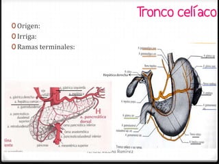 Tronco celíaco
0 Origen:
0 Irriga:
0 Ramas terminales:


                              Hepática derecha




                      Tatiana Medina Ramírez
 