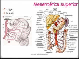 Mesentérica superior
0 Irriga:
0 Ramas:




            Tatiana Medina Ramírez
 
