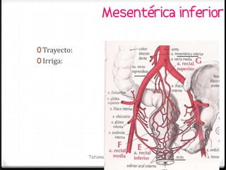 Mesentérica inferior

0 Trayecto:
0 Irriga:




              Tatiana Medina Ramírez
 
