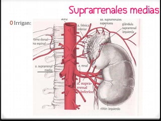 Suprarrenales medias
0 Irrigan:




             Tatiana Medina Ramírez
 