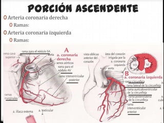 Porción ascendente
0 Arteria coronaria derecha
   0 Ramas:
0 Arteria coronaria izquierda
   0 Ramas:




                         Tatiana Medina Ramírez
 