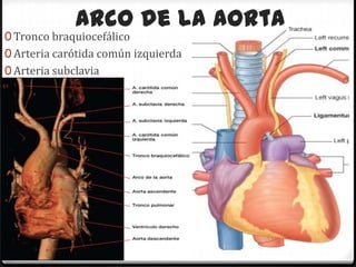Arco de la aorta
0 Tronco braquiocefálico
0 Arteria carótida común izquierda
0 Arteria subclavia




                           Tatiana Medina Ramírez
 