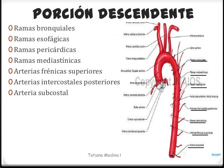 Trayecto de la aorta