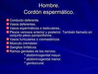 Hombre. Cordón espermático. Conducto deferente. Vasos deferentes. Vasos espermáticos o testiculares.. Plexos venosos anterior y posterior. También llamado en conjunto plexo pampiniforme. Vasos funiculares o cremastéricos Músculo cremáster. Ganglios linfáticos. Ramos genitales de los nervios:  º abdóminogenital mayor. º abdóminogenital menor. º genitocrural. 