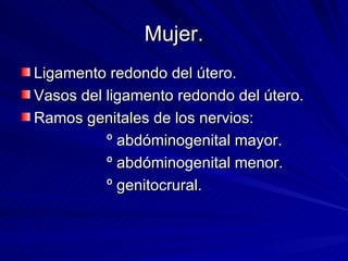 Mujer. Ligamento redondo del útero. Vasos del ligamento redondo del útero. Ramos genitales de los nervios: º abdóminogenital mayor. º abdóminogenital menor. º genitocrural. 