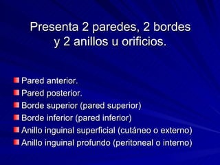 Presenta 2 paredes, 2 bordes y 2 anillos u orificios. Pared anterior. Pared posterior. Borde superior (pared superior) Borde inferior (pared inferior) Anillo inguinal superficial (cutáneo o externo)  Anillo inguinal profundo (peritoneal o interno) 